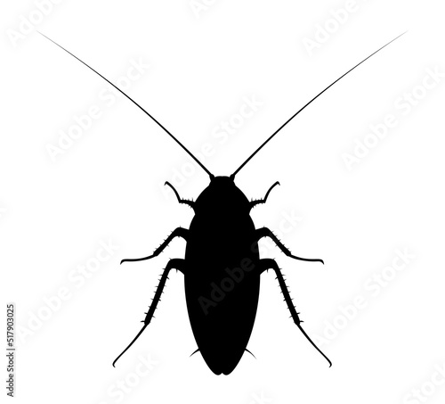 Cockroach. Isolated silhouette of a cockroach on a white background. © Andrew Ink