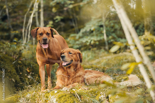 Two dogs chilling in the forest