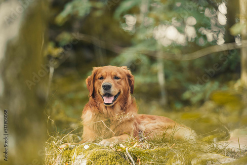 Golden retriver chilling on a stone in the forest photo
