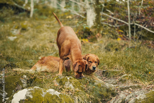Golden retriver and Rhodesia ridgeback outside in the wild grass looking at something interesting photo