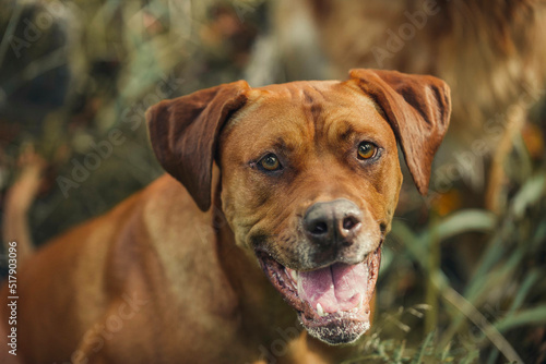 Smiling happy Rhodesia Ridgeback sitting in the grass looking up at you. photo