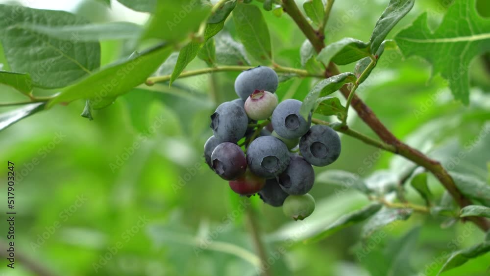 Large field of blueberries. Blueberry bushes outside the forest. Blueberry berry plantation. Large field of blueberries. Blueberry bushes outside the forest. Blueberry berry plantation.