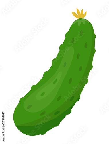 Vector illustration of cucumber isolated on white background. Healthy food or vegetarian theme. Fresh organic farm vegetables. 