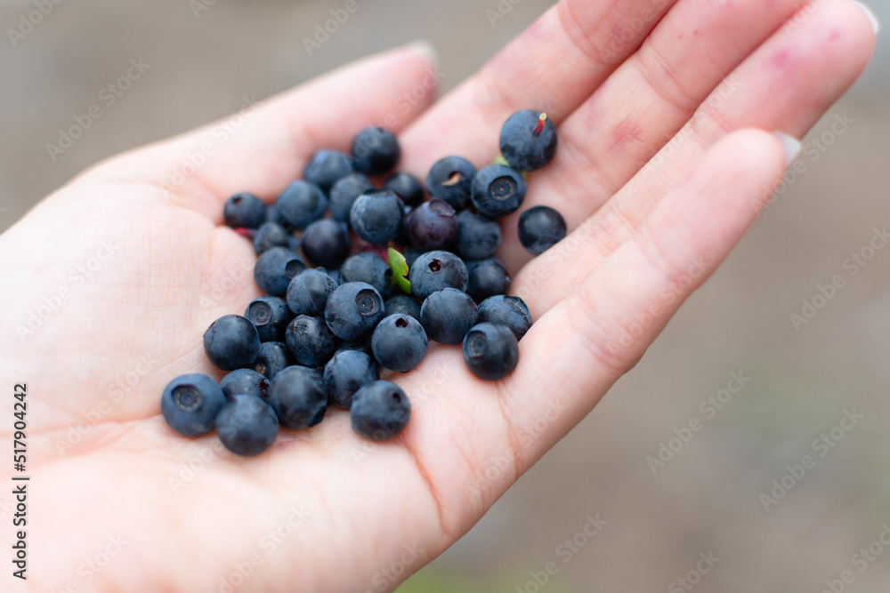 Hand holding freshly picked blueberries Hand holding freshly picked blueberries