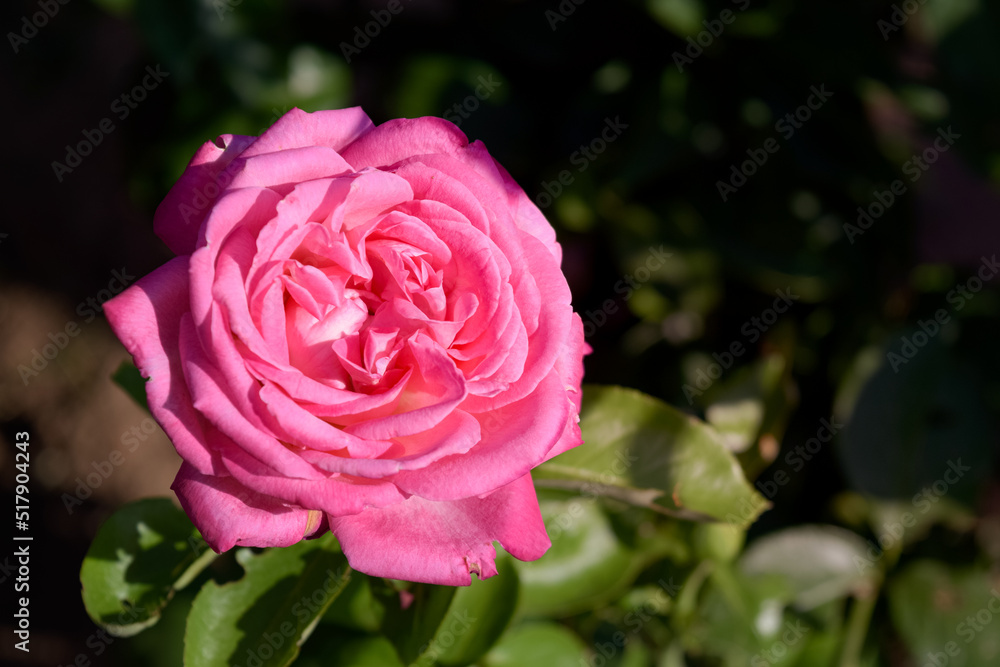 Rosa en flor