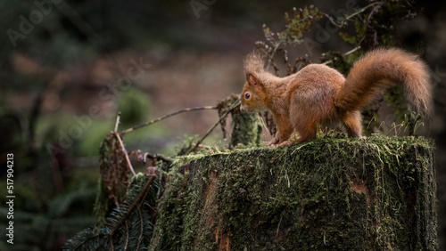 A Red Squirrel on an old tree trunk in the Queen Elizabeth forest in the Trossachs National Park
