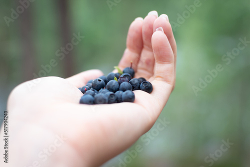 Hand holding freshly picked blueberries