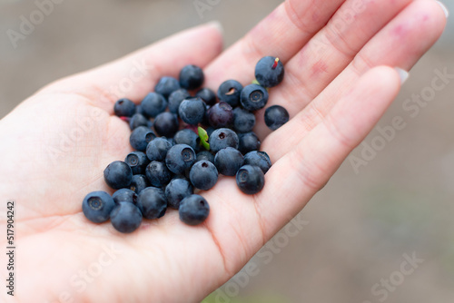 Hand holding freshly picked blueberries