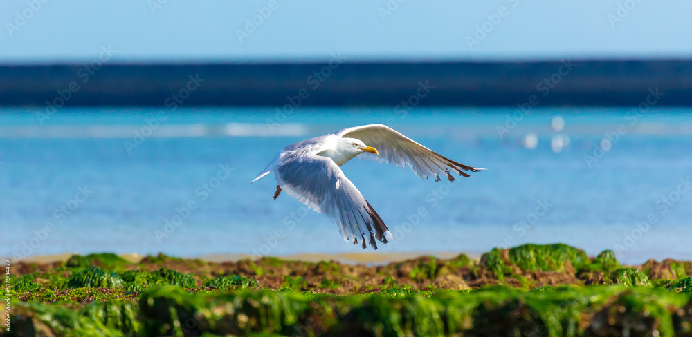 Fototapeta premium Flying herring gulls on the English Channel in the Hauts-de-France region of northern France. Taken in Wimereux/Côte d'Opale in July 2022.