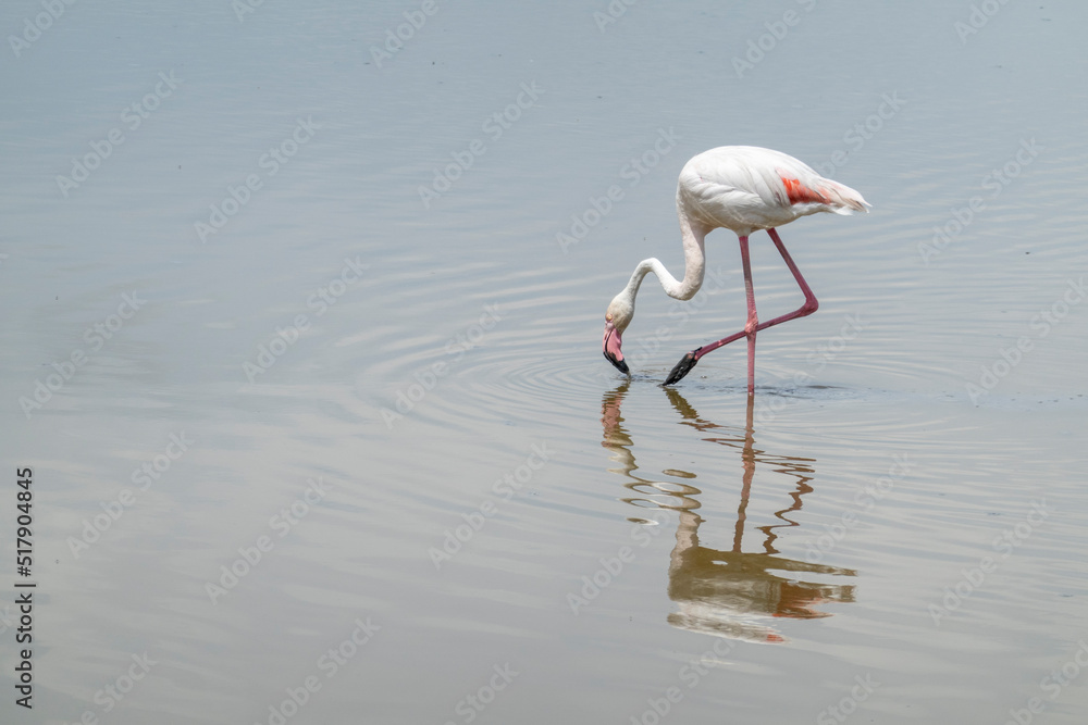 Obraz premium Flamingo in der Camargue