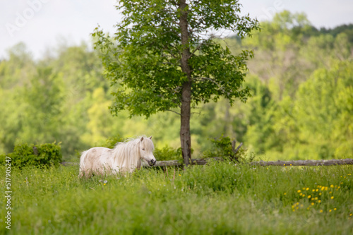 Little white pony standing in a grassy field in the summer in Canada