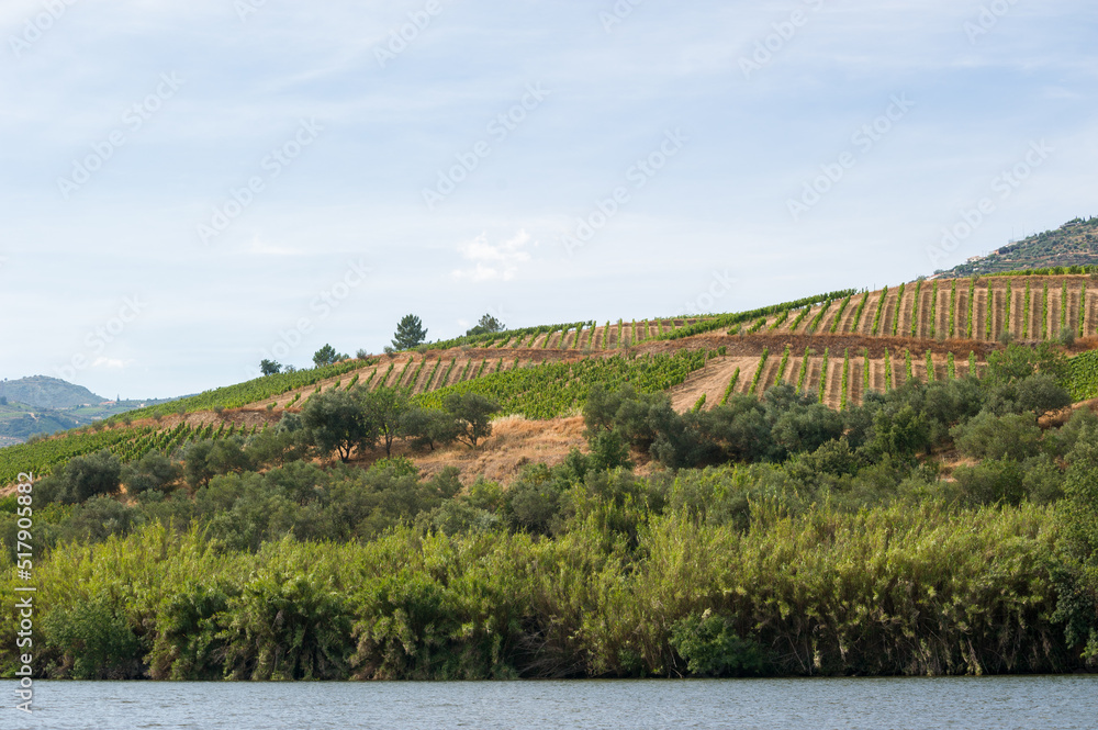 Winnice wzdłuż rzeki Douro w portugalii - obrazy, fototapety, plakaty 