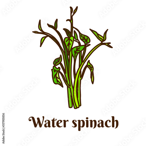 Hand drawn flat cartoon vector illustration of water spinach or morning glory water isolated on white background