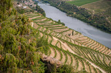 Winnice wzdłuż rzeki Douro w portugalii