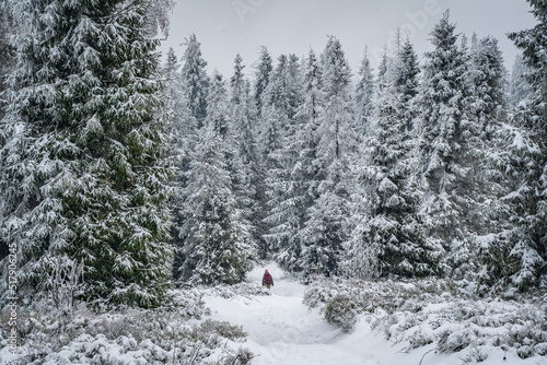 Fototapeta Naklejka Na Ścianę i Meble -  góry, beskidy, beskid, śląski, hiking, las, trees, winter, zima, śnieg, 