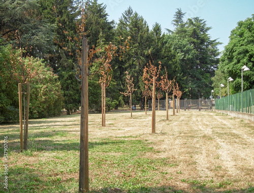 dead trees from heat and drought. Metropolitan city of Milan, summer 2022