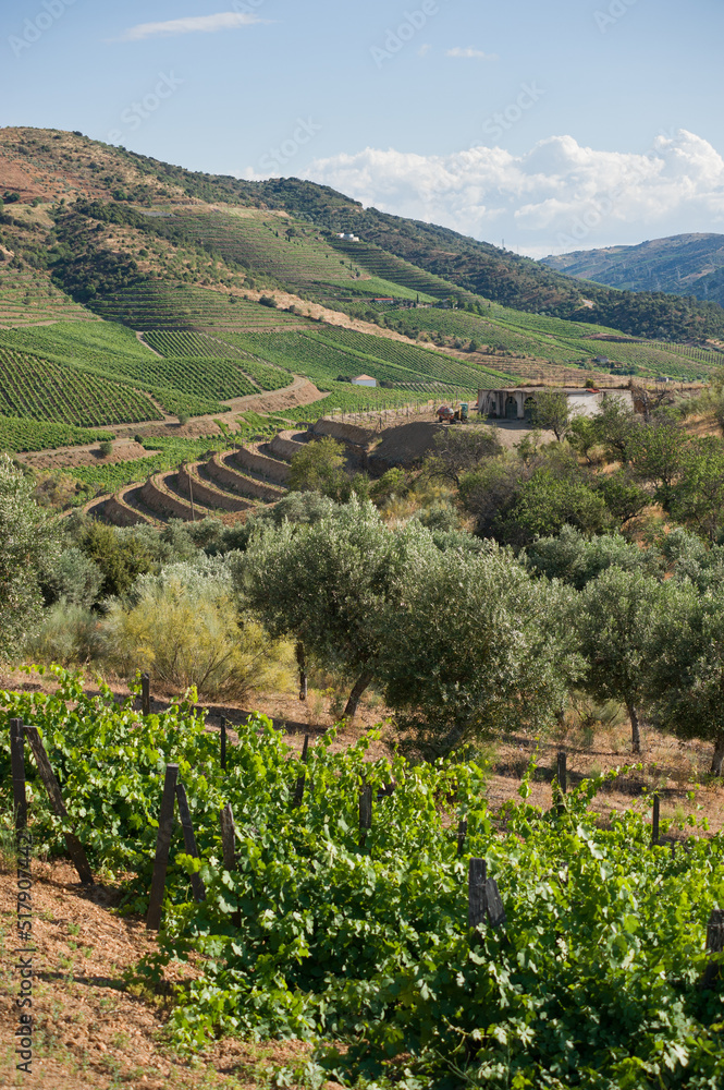 Vineyards along the Douro River in Portugal