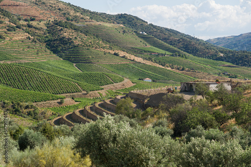 Vineyards along the Douro River in Portugal