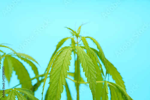 Cannabis leaves on blue background