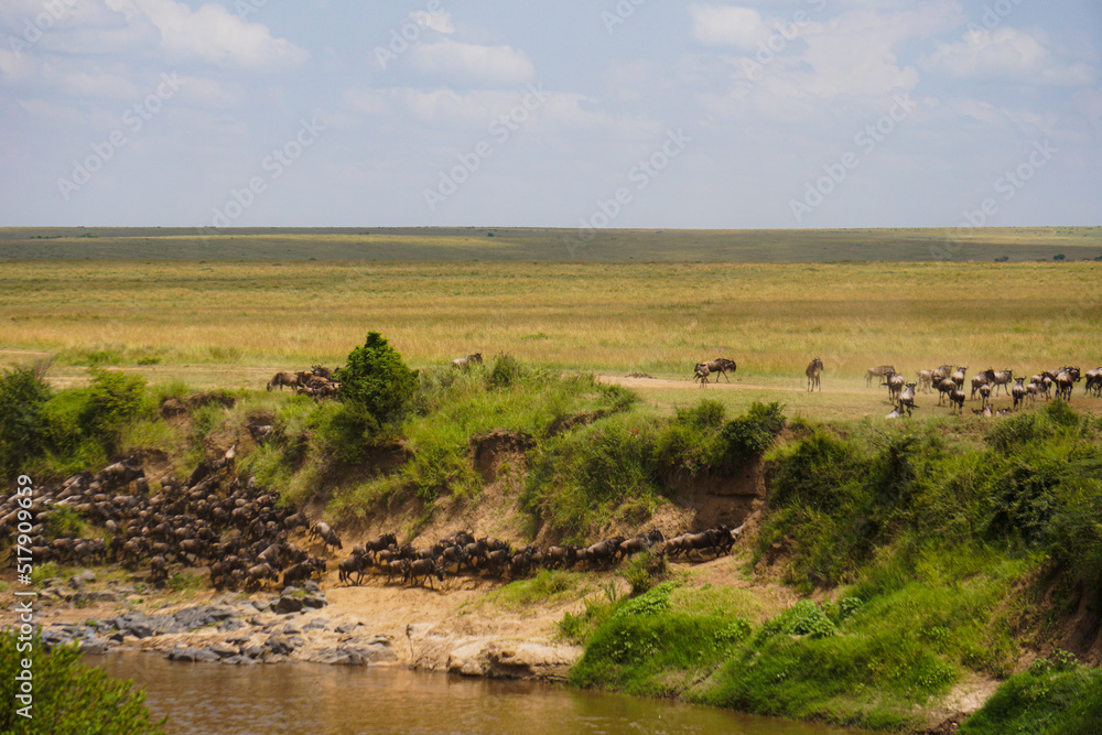 wildebeest in serengeti national park city