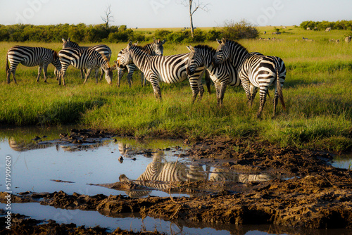 zebras in the water