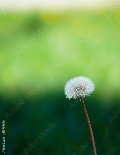 dandelion on green background