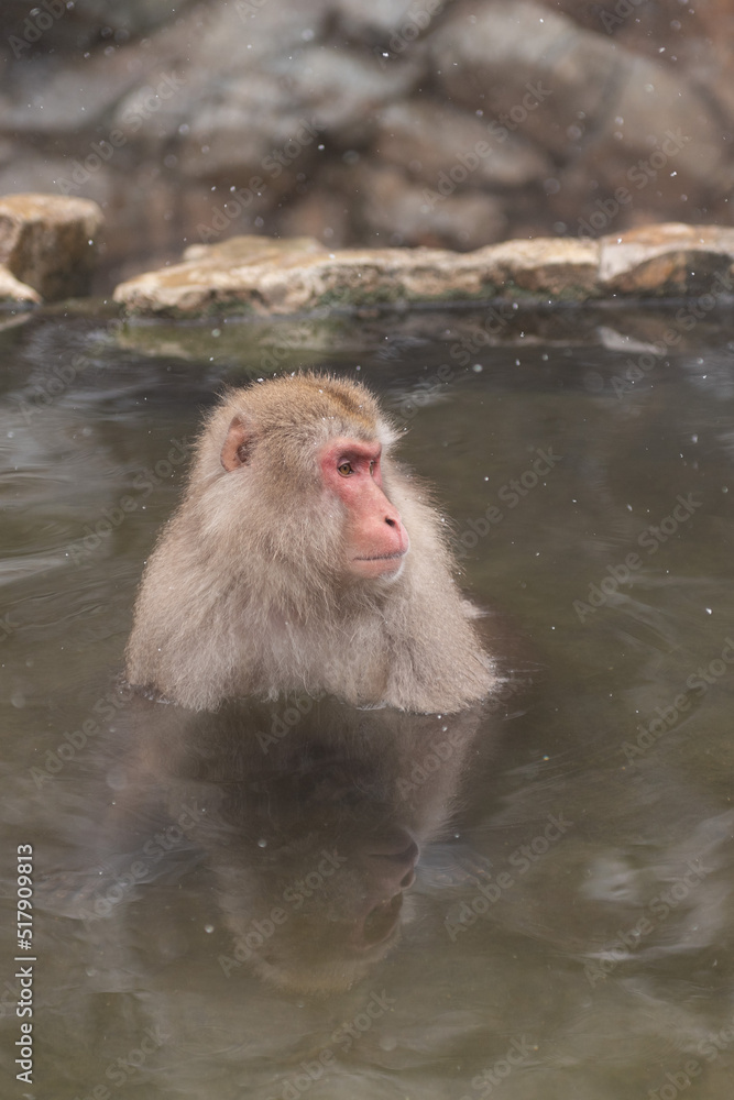 Naklejka premium ニホンザル