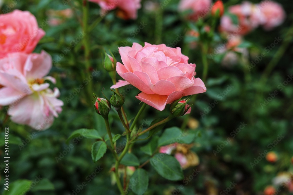 Blooming roses on the bush  in the garden.