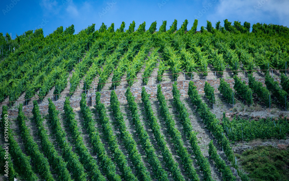 Rhine River Vineyards