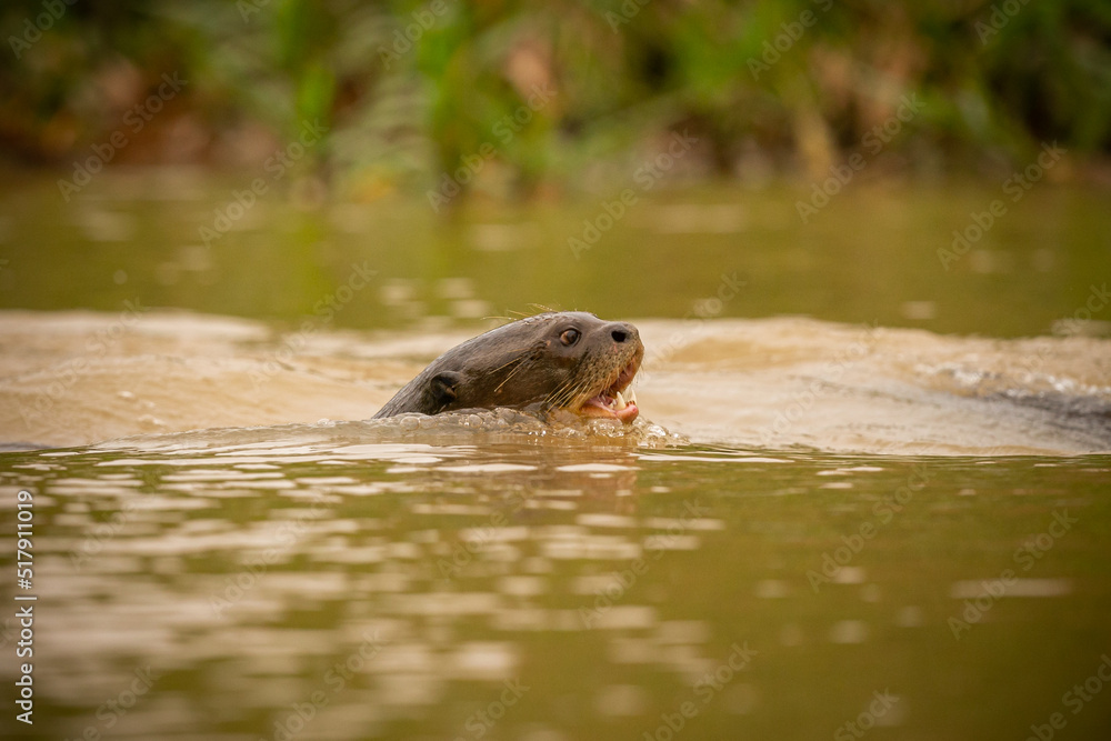 Giant river otter feeding in the nature habitat. Wild brasil. Brasilian wildlife. Rich Pantanal. Watter animal. Very inteligent creature. Fishing, fish. Giant river otter feeding in the nature habitat. Wild brasil. Brasilian wildlife. Rich Pantanal. Watter animal. Very inteligent creature. Fishing, fish.