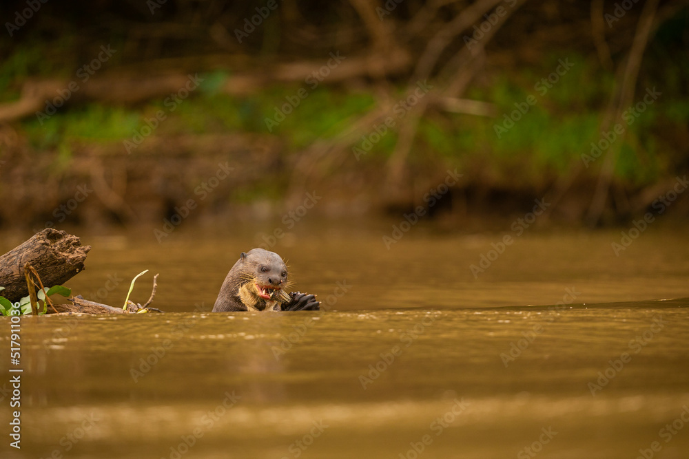 Giant river otter feeding in the nature habitat. Wild brasil. Brasilian wildlife. Rich Pantanal. Watter animal. Very inteligent creature. Fishing, fish. Giant river otter feeding in the nature habitat. Wild brasil. Brasilian wildlife. Rich Pantanal. Watter animal. Very inteligent creature. Fishing, fish.