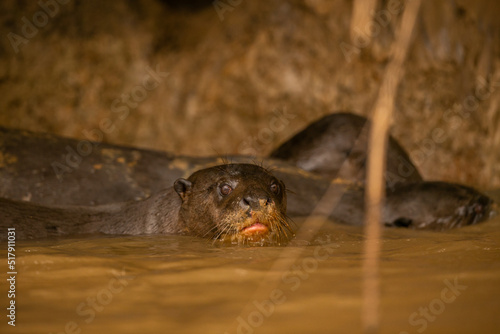 Giant river otter feeding in the nature habitat. Wild brasil. Brasilian wildlife. Rich Pantanal. Watter animal. Very inteligent creature. Fishing  fish.
