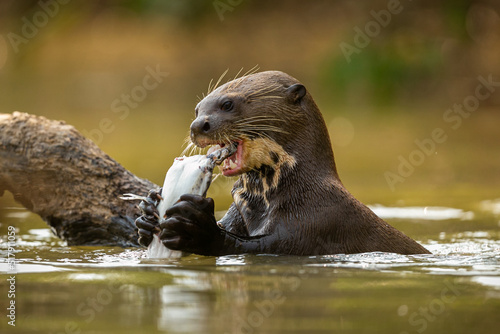 Giant river otter feeding in the nature habitat. Wild brasil. Brasilian wildlife. Rich Pantanal. Watter animal. Very inteligent creature. Fishing, fish.
