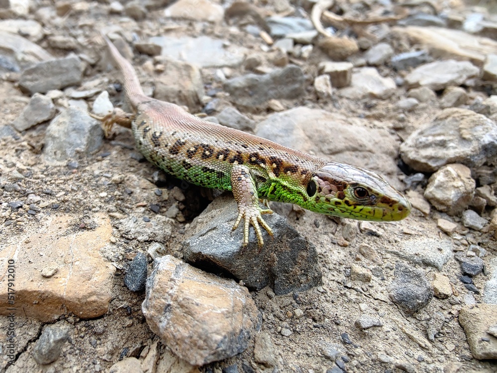 Lizard on the stone Lizard on the stone
