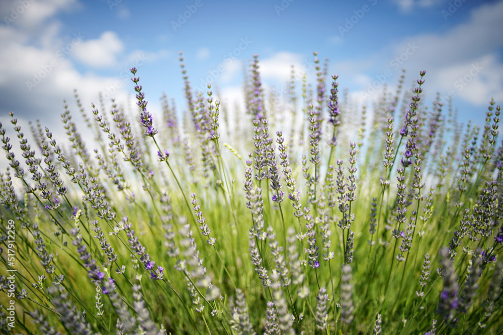 Fototapeta premium Lavender flowers, close up