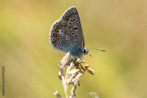 Wallpaper Mural Bläuling mit geschlossenen Flügeln  Torontodigital.ca