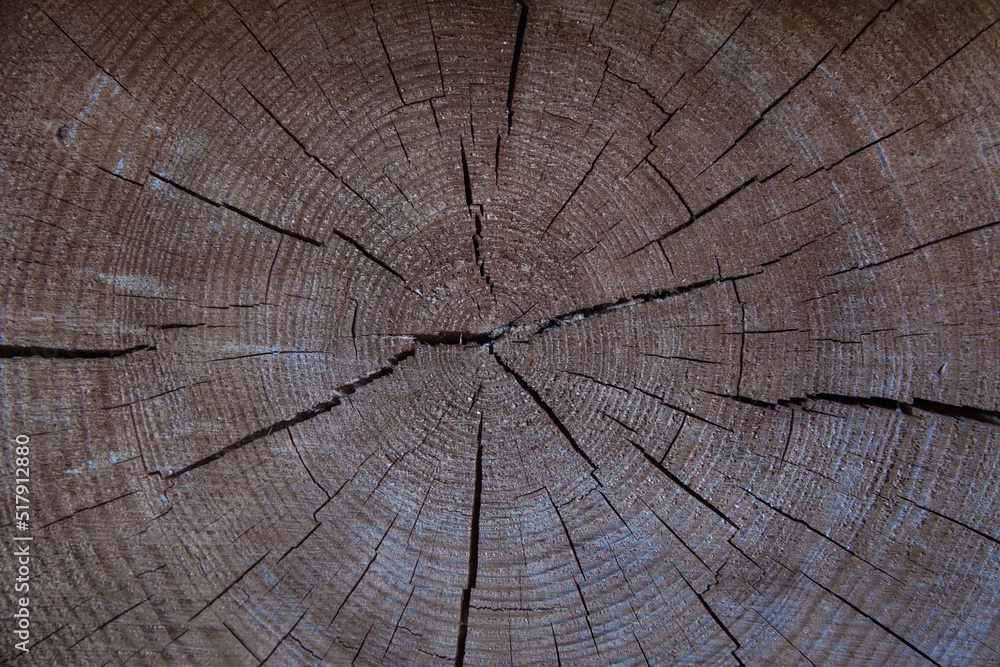 Fototapeta premium A cross section of a tree, close-up.
