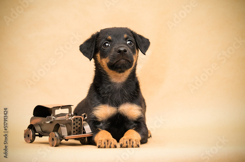 puppy and car in the studio