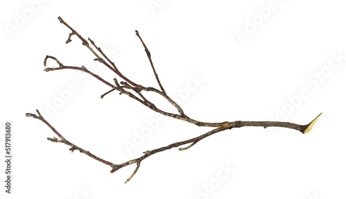 Dry twig isolated on white © Ortis