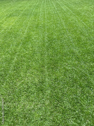 Grass that has been freshly mowed with lawn mower