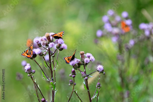 Small Tortoiseshell, Aglais urticae, Butterflies Feeding on Cirsium Arvense Thistle © Taina Sohlman