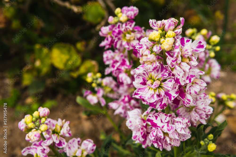 Colorful flowers in the nature so surrounded by green leaves Colorful flowers in the nature so surrounded by green leaves