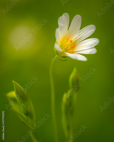 Weiße Blume vor grünem Hintergrund