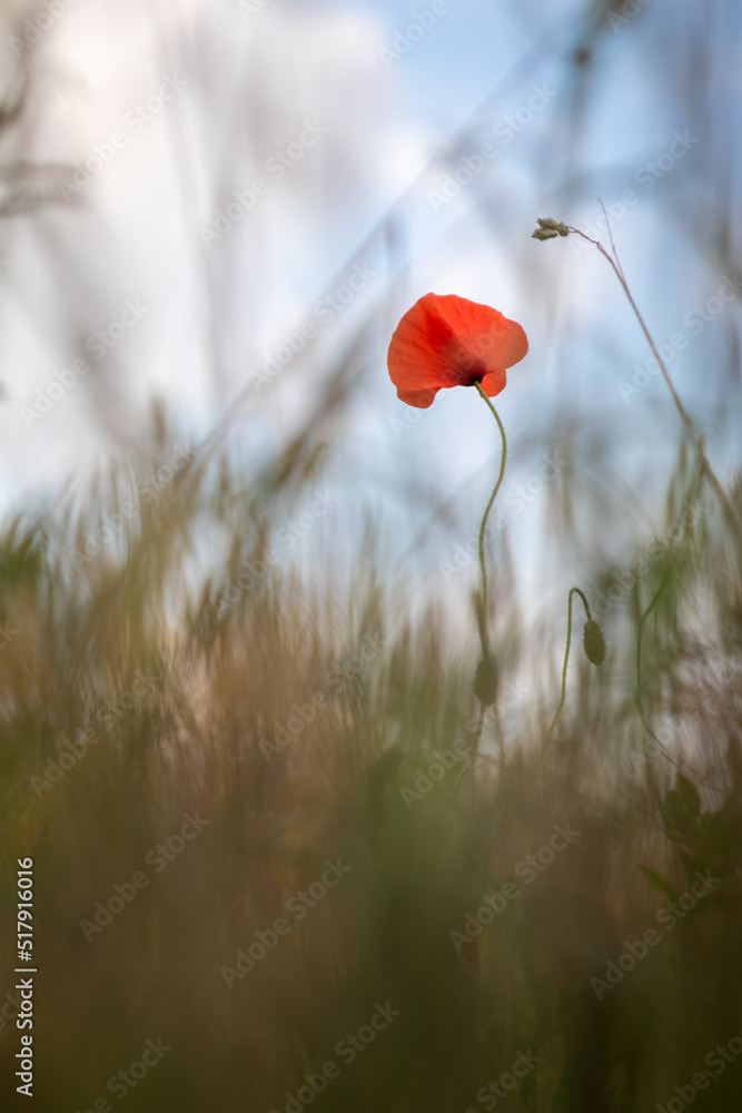 Fototapeta premium Mohnblume im Feld