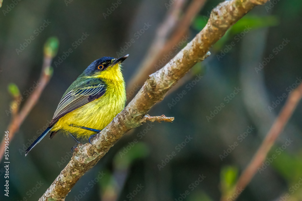 A tiny flycatcher perched on a tree branch A tiny flycatcher perched on a tree branch