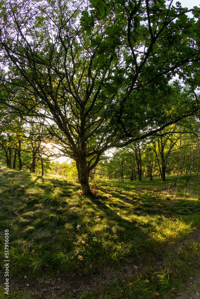 Baum in der Abendsonne