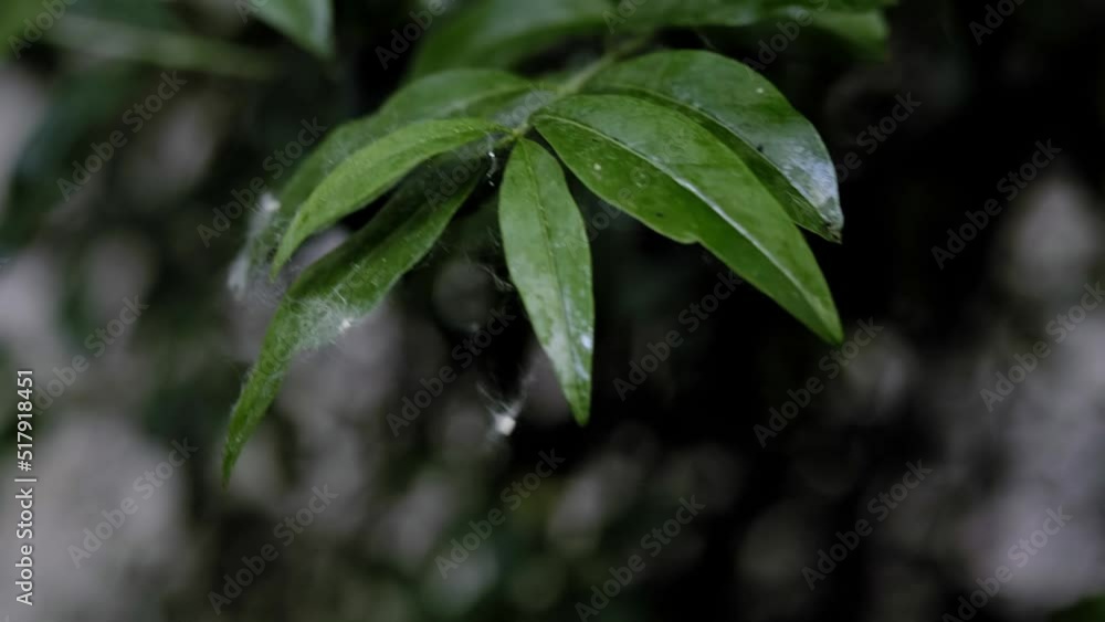 Zoom out shot of fresh green leaves on a tree sway in the wind. Elegant green background of green leaves and bokeh Zoom out shot of fresh green leaves on a tree sway in the wind. Elegant green background of green leaves and bokeh