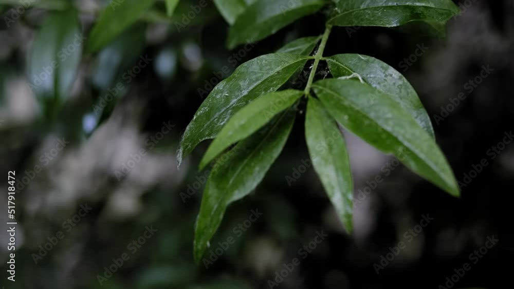 Zoom out shot of fresh green leaves on a tree sway in the wind. Elegant green background of green leaves and bokeh Zoom out shot of fresh green leaves on a tree sway in the wind. Elegant green background of green leaves and bokeh