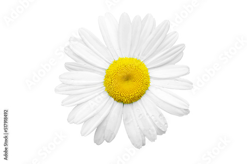 Beautiful white chamomile, isolated on white background
