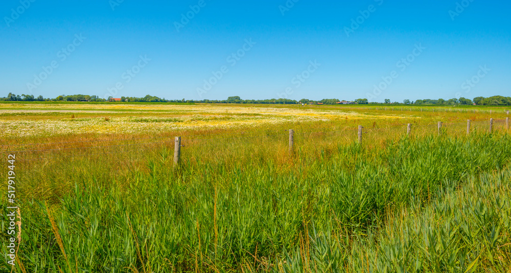 Field in wetland with water, grasses and reed under a blue sky in bright sunlight in summer, Walcheren, Zeeland, the Netherlands, July, 2022